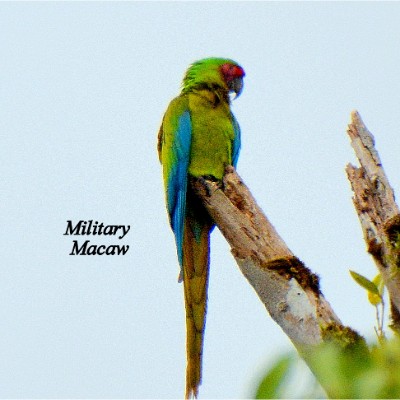 Miltary Macaw